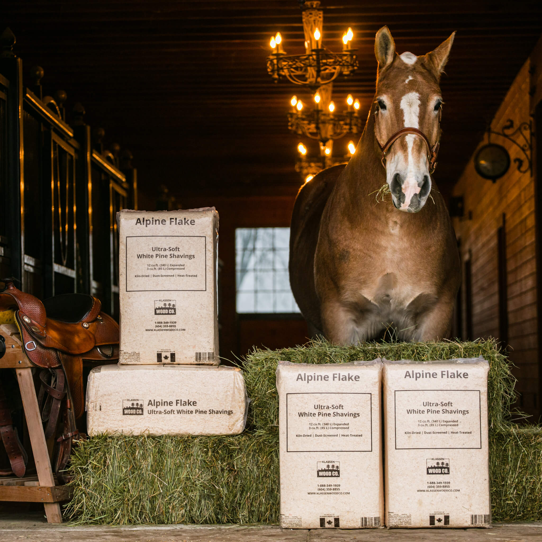 horse - Photographed for Klassen Wood Co Wood Chips for farm animals - Photography by Vancouver Photographer Rob Trendiak