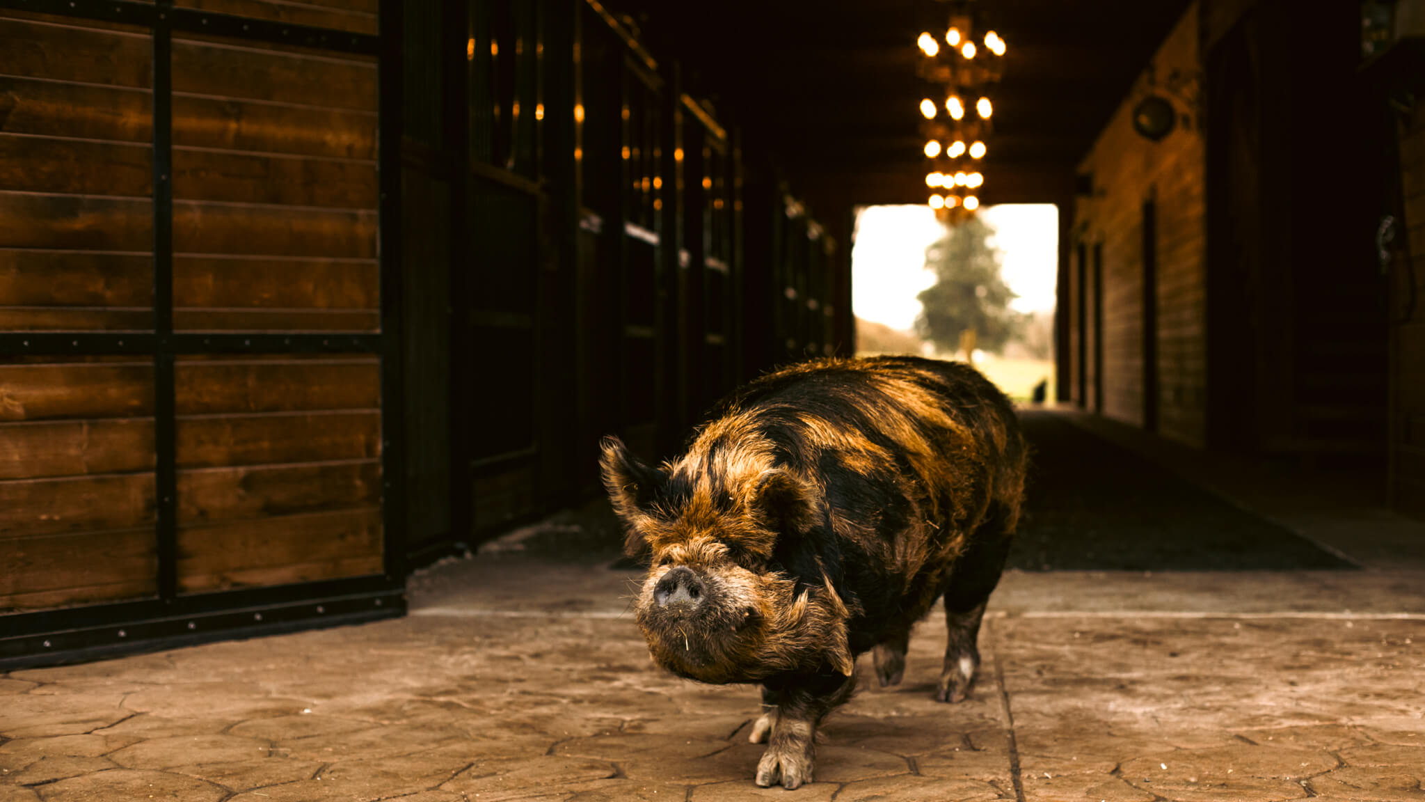 Prize Winning Pig - Photographed for Klassen Wood Co Wood Chips for farm animals - Photography by Vancouver Photographer Rob Trendiak